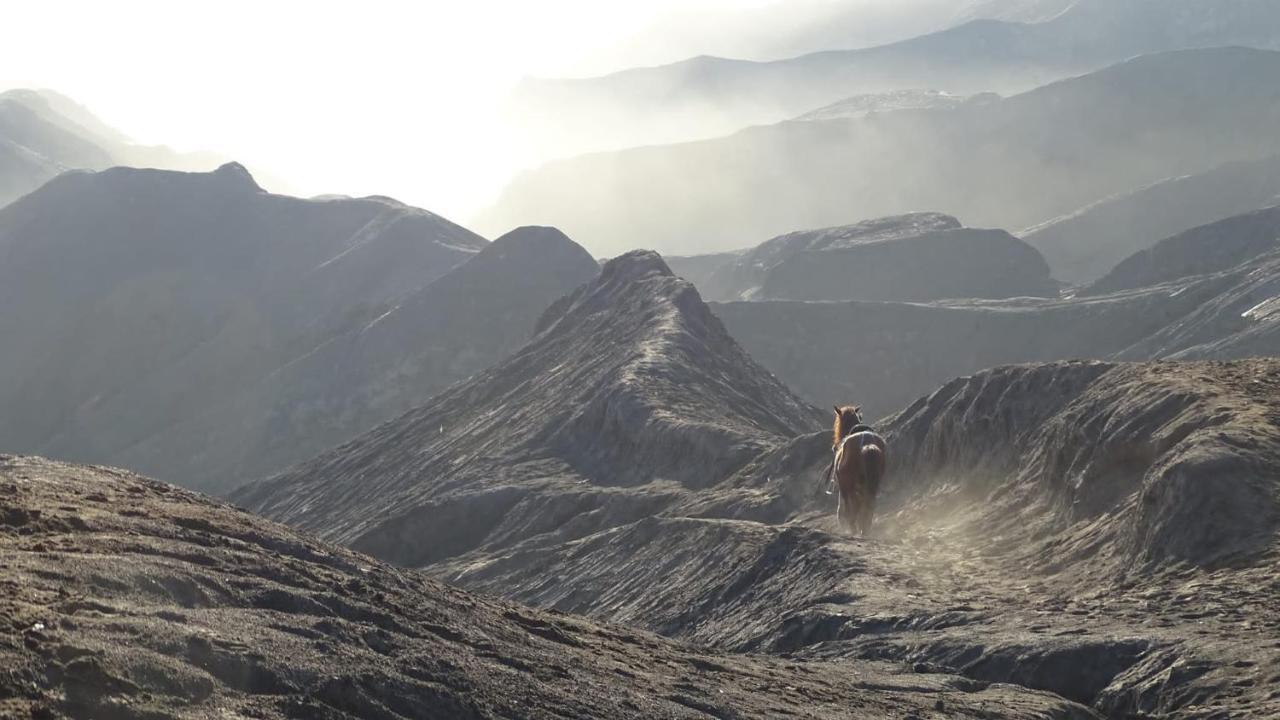 Good Karma Bromo Guesthouse Kültér fotó